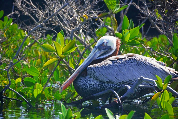 Galapagos Pelican In Ecuador