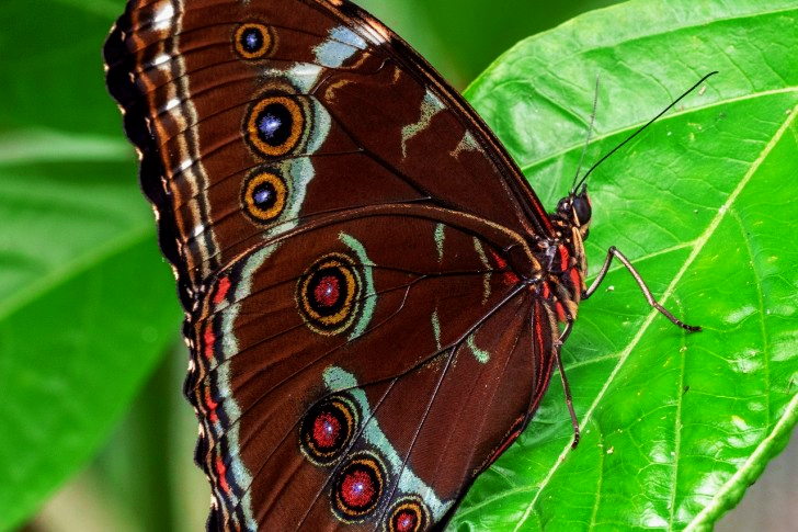 Ecuador Butterfly