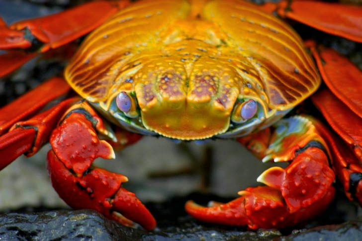 Crab Galapagos Krabbe