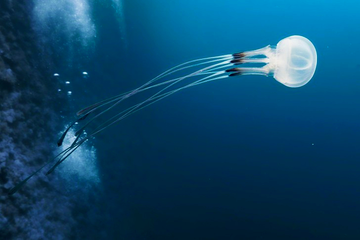 Box Jellyfish In Sea
