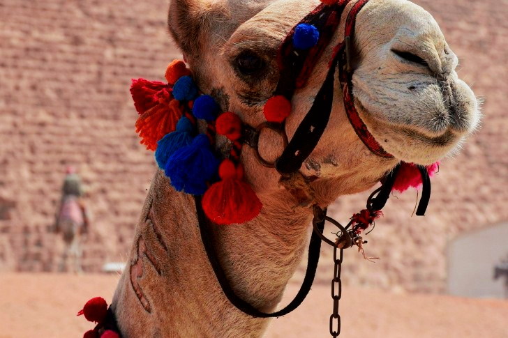 Decorated Camel In Egypt