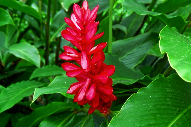 Flora In El Salvador