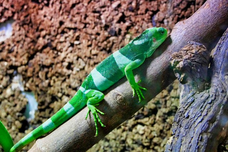 Fiji Iguana