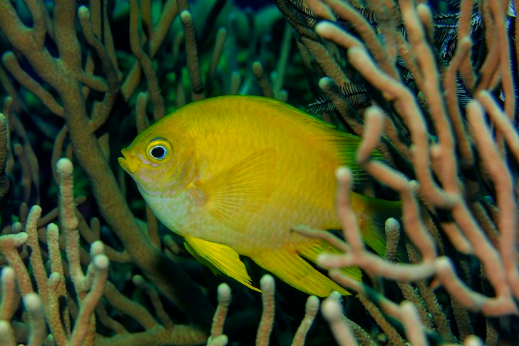 Butterfly Fish In Fiji