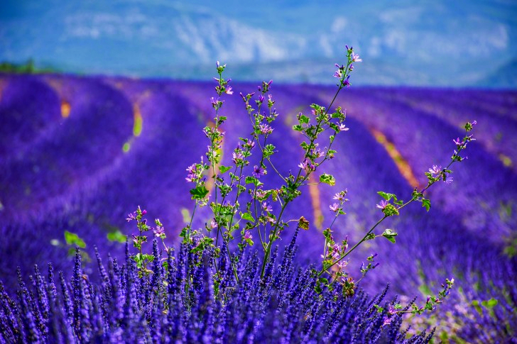 Lavendelveld in de Provence