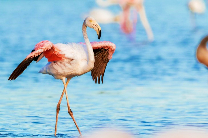 Flamants roses à l'état sauvage