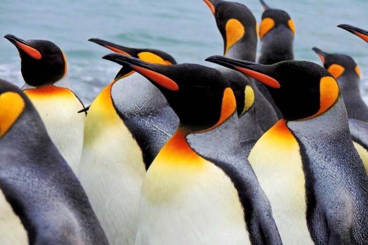 Koningspinguïns in Georgië