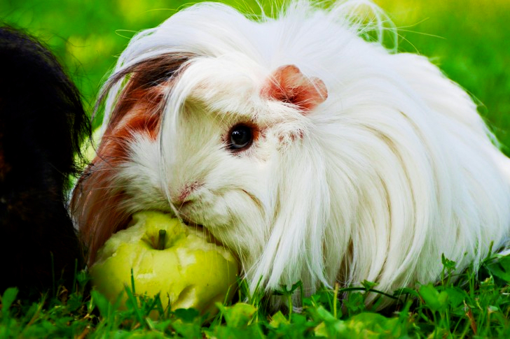White Guinea Pig