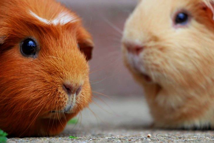 Guinea Pig
