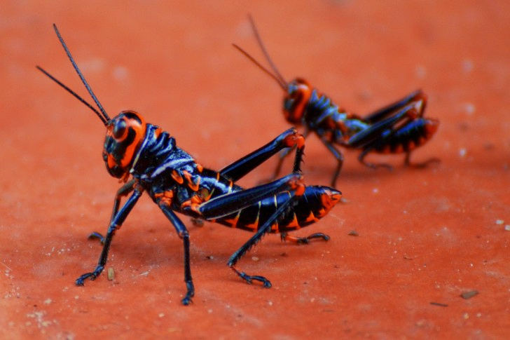 Grasshopper In Guyana