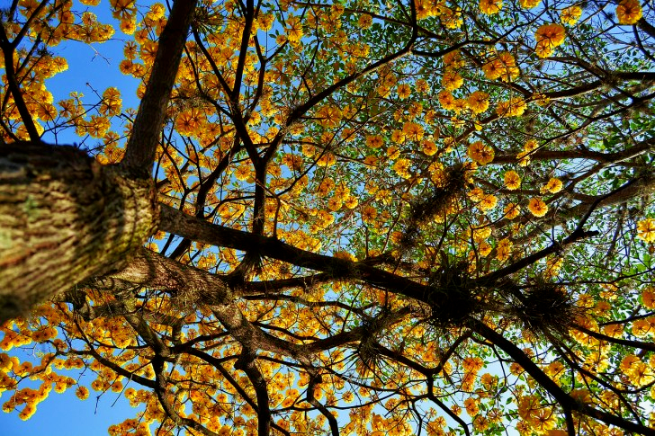 Tegucigalpa i Honduras