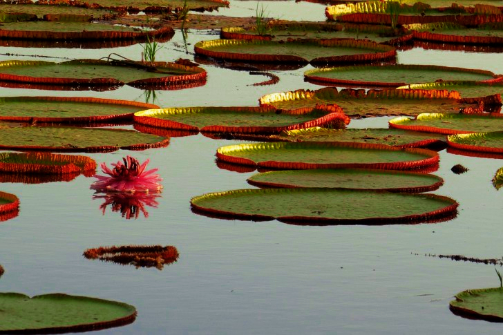 Giant Victoria Waterlily