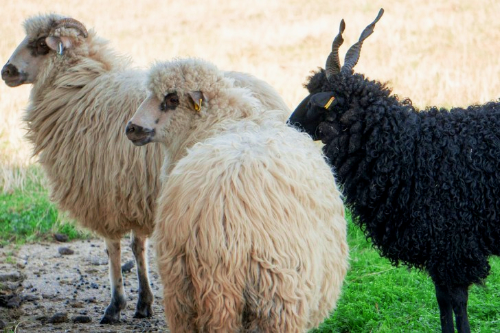 Schapen in Hortobagy, Hongarije