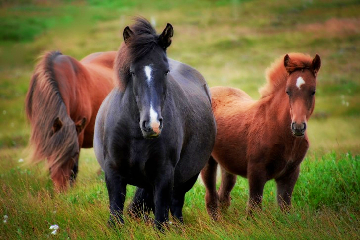 Icelandic Horses In Iceland