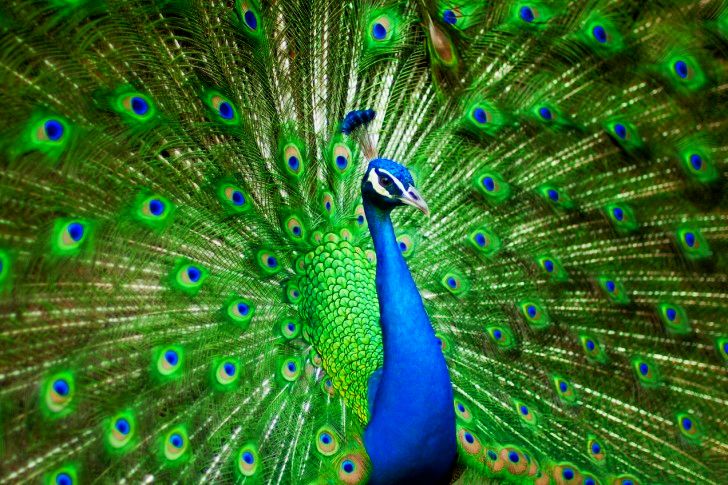 Peacock In India