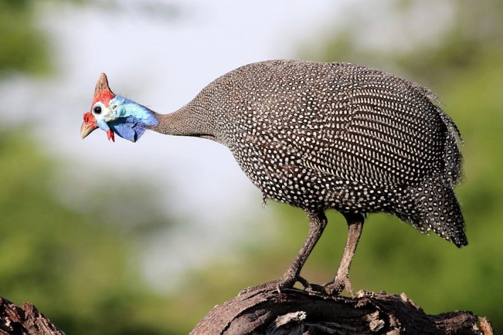 Helmeted Guineafowl