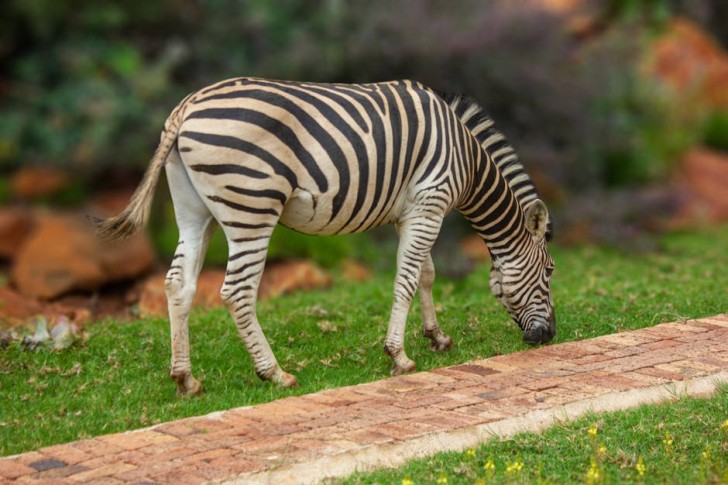 Zebra In Harare Zimbabwe Park