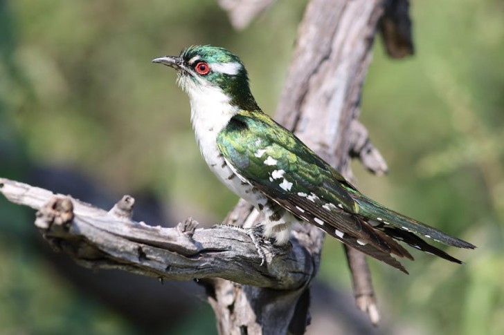 Diederik Cuckoo