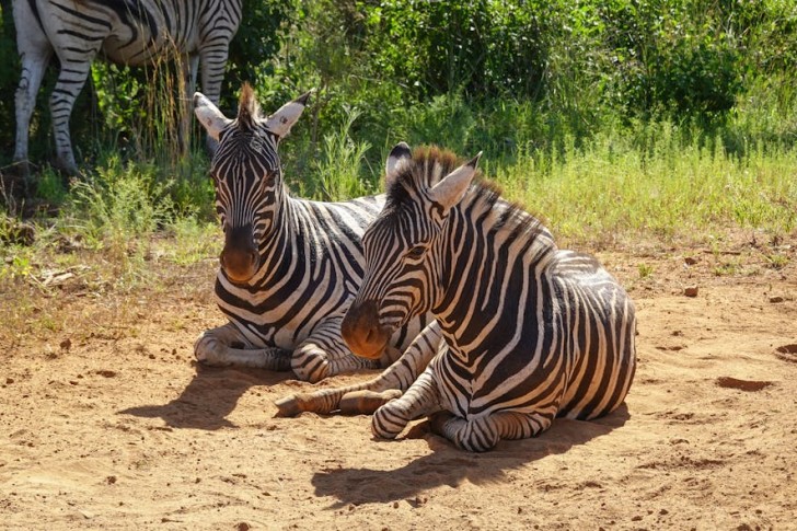 Two Zebras Resting In Africa