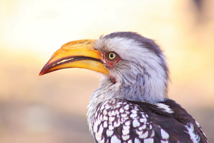 Southern Yellow-billed Hornbill