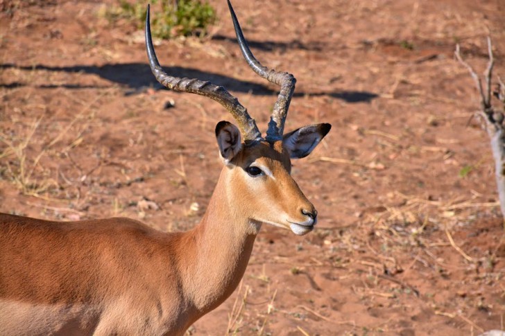 Impala Gazing in Zimbabwe