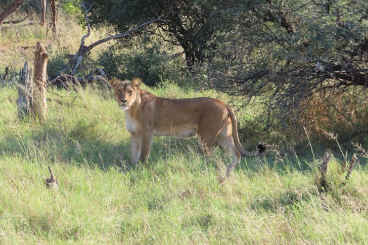Lioness In Matabeleland, Zimbabwe