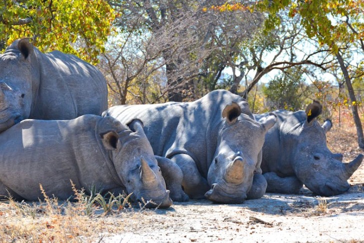 Four Cape White Rhinos