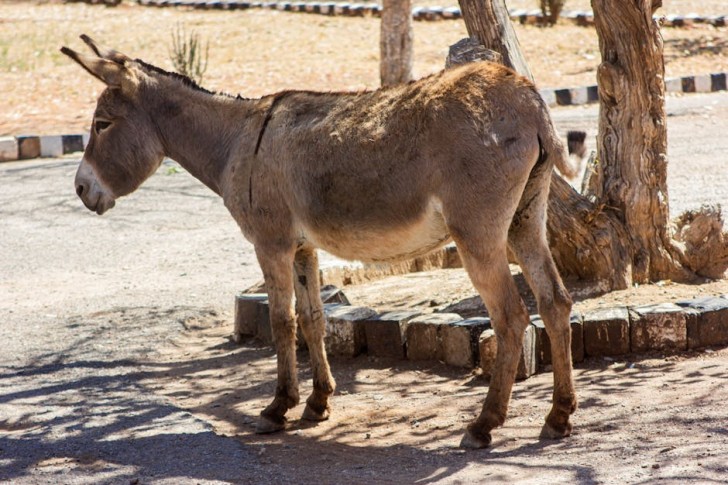 Donkey Under The Shade