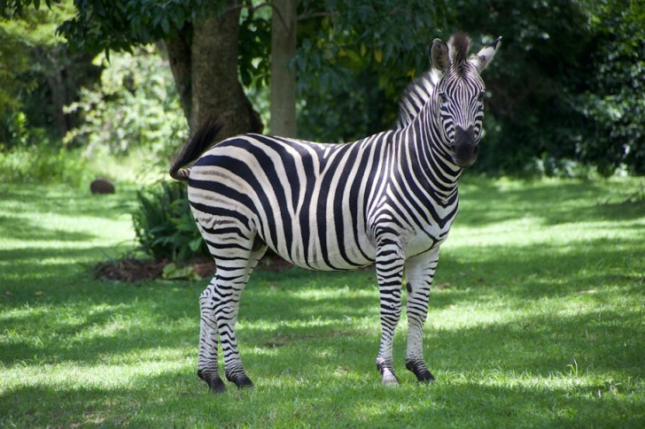 Zebra In Harare, Zimbabwe