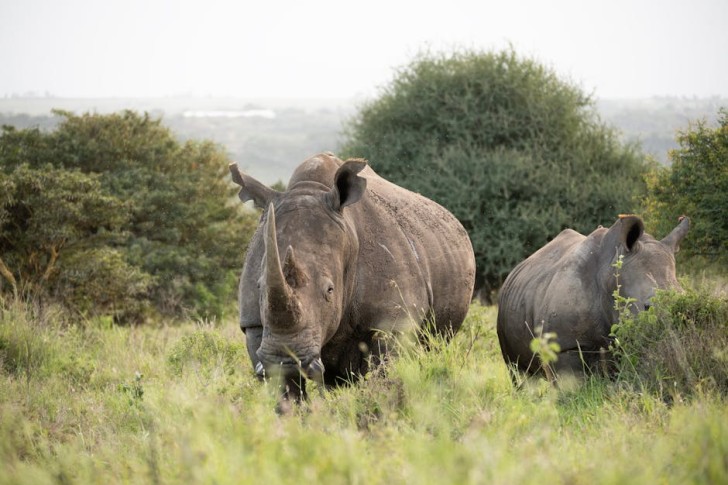 White Rhinos In African Savanna