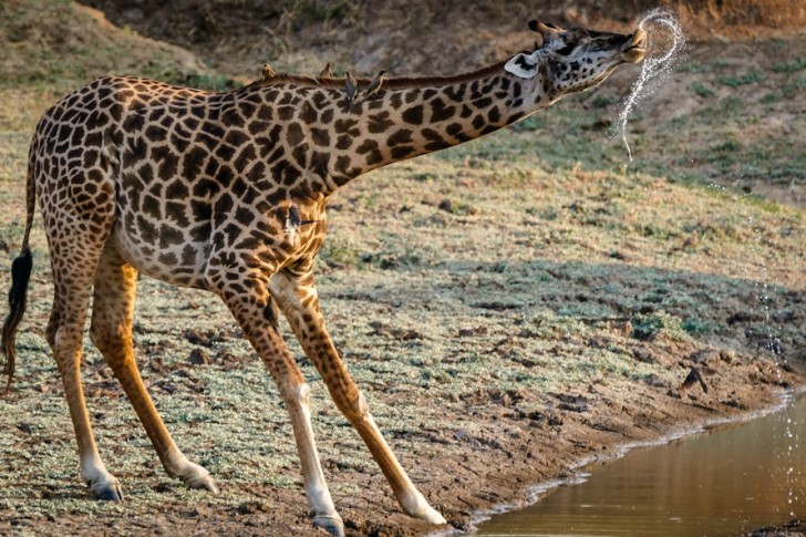 Giraffe In Zambian Savanna
