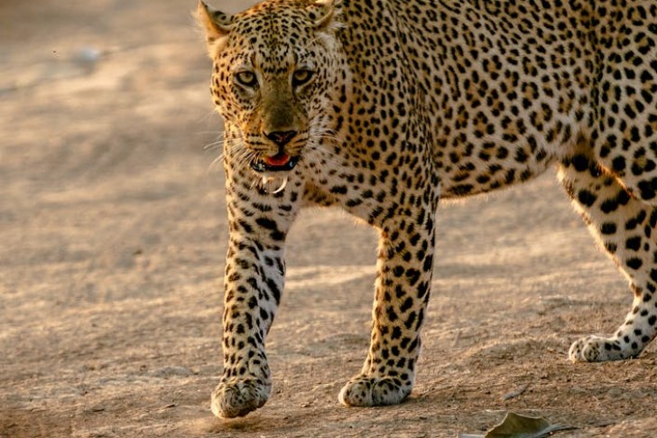 Cheetah In Zambian Savanna