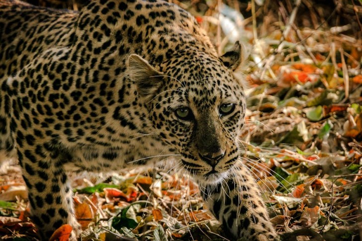 Leopard In African Savannah