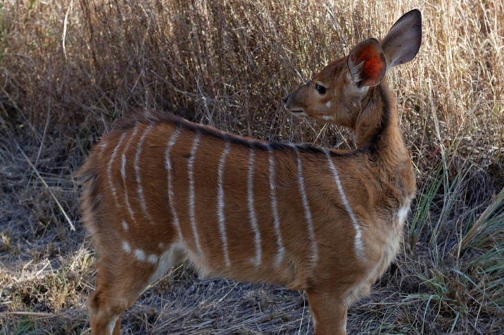 Brown Nyala In Africa