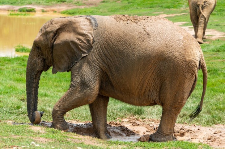 African Elephant Bathing In Mud
