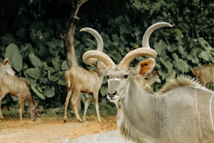 A Kudu With Horns