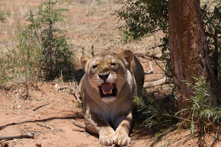 Brown Lioness In African Savanna