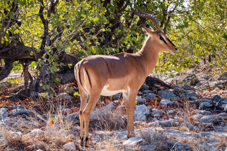 Impala In African safari