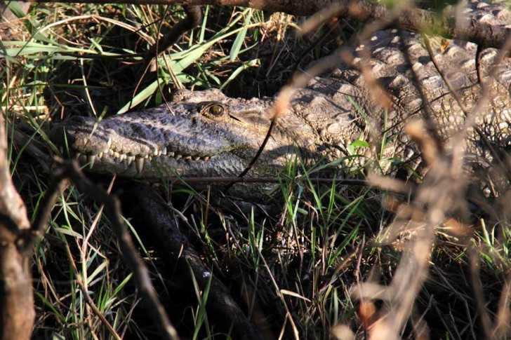 Nile Crocodile in Lusaka, Zambia