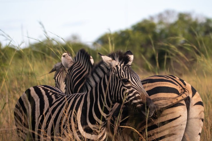 Zebras In African Savanna