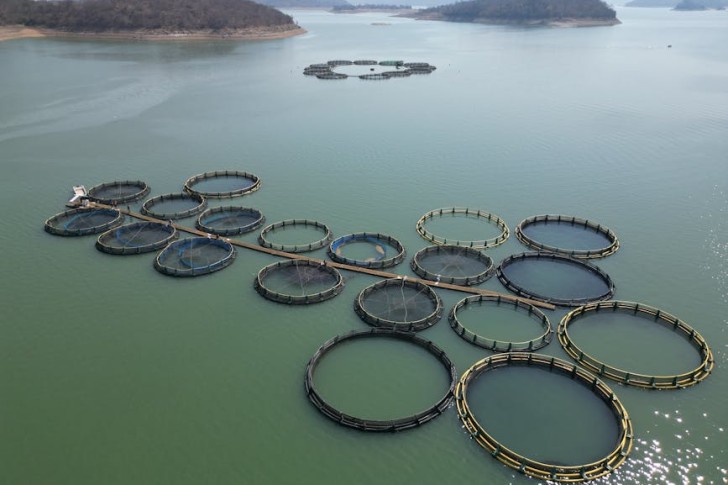 Fish Farms On Serene Lake