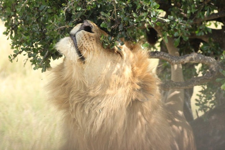 Lion In African Savanna