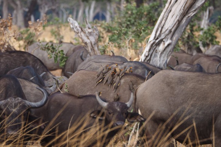 Cape Buffalo With Oxpeckers