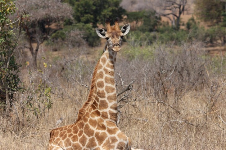 Giraffe In Zambia