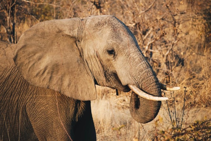 African Elephant In Jungle
