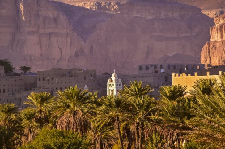 Palm Trees In Yemen