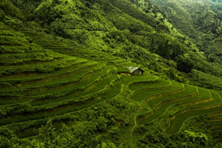 Rice Terraces In Sa Pa, Vietnam