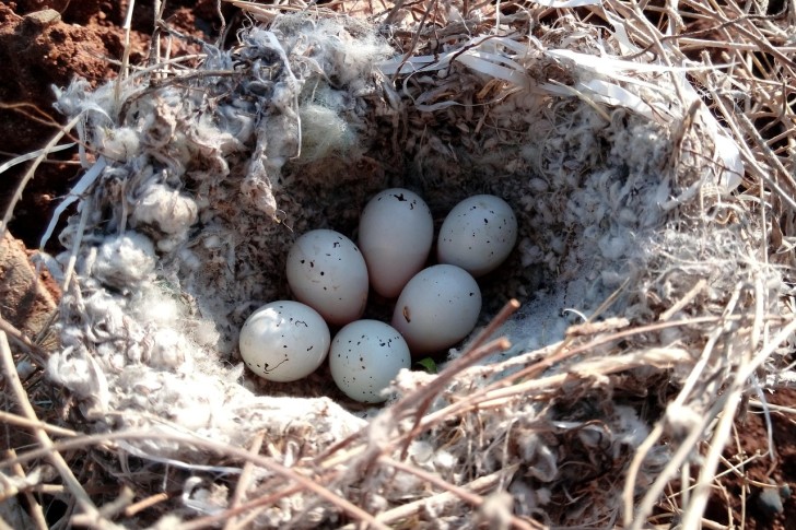 عش بيض طائر مغرد كردستان العراق