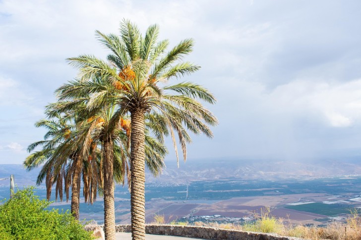Landskap Palmer Israel Himmel