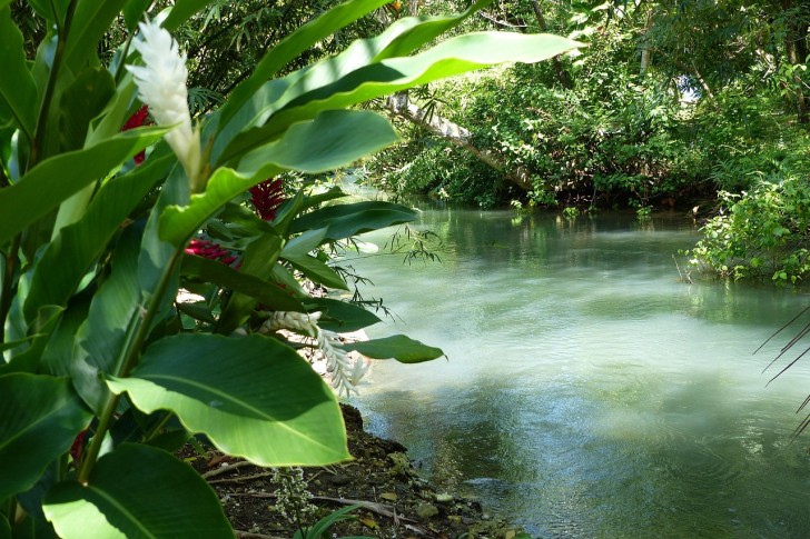 Flow Jamaica Groene Planten